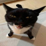 dancewiththedevil avatar